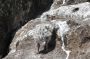 Baja05 - 035 * Yellow-footed gull chick
